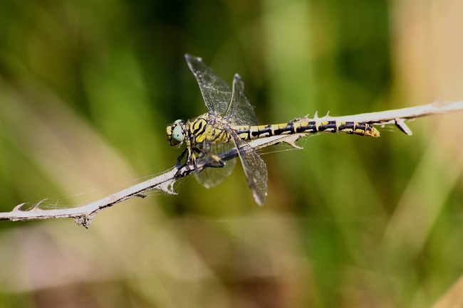 Aiuto Id libellula